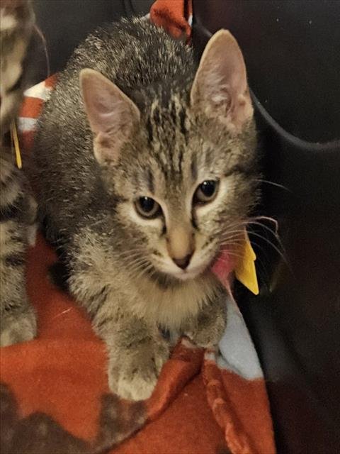 PINKIE PIE - Domestic Short Hair available for adoption