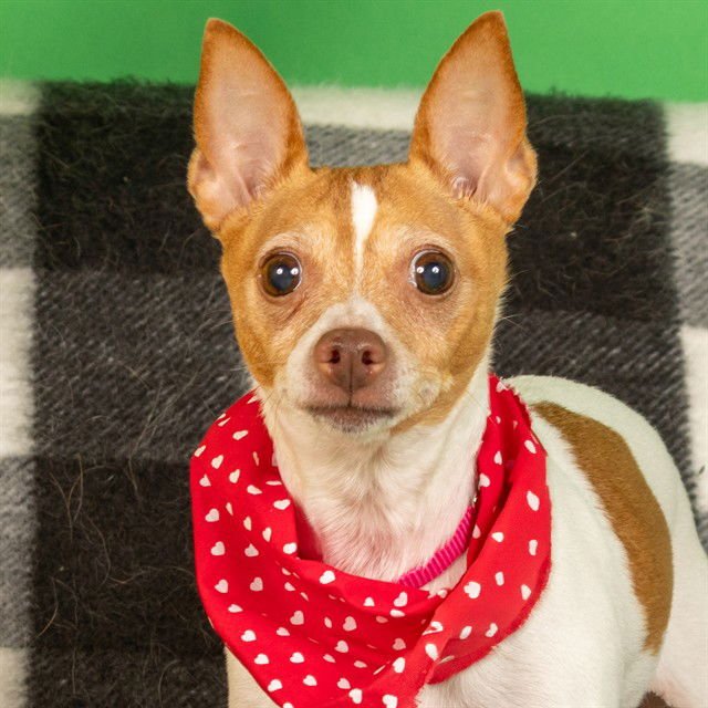 SAVANNAH - Rat Terrier / Chihuahua available for adoption