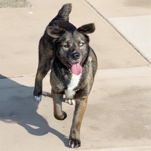 OREO - Siberian Husky available for adoption