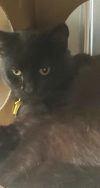 INK - Domestic Short Hair available for adoption