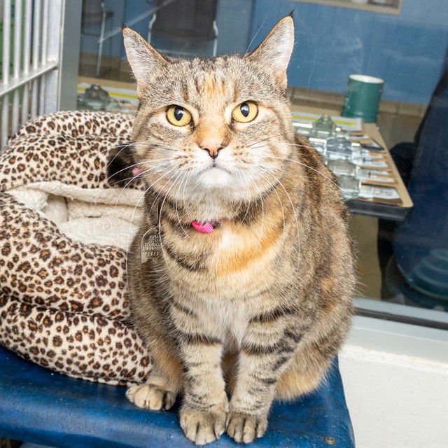 MABLE - Domestic Short Hair available for adoption