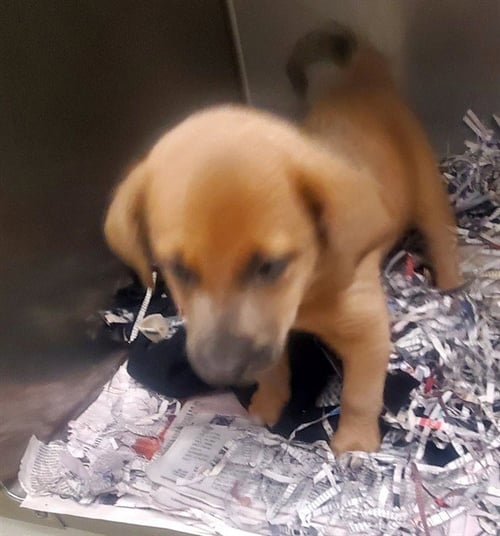 PIPPIN - Beagle available for adoption