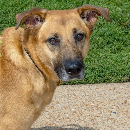 DASH - Australian Shepherd available for adoption