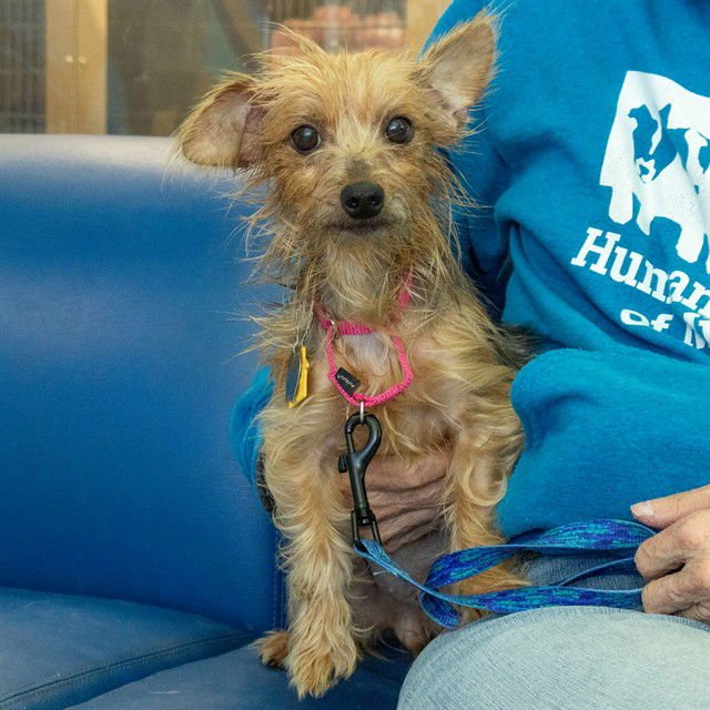 INDIE - Yorkshire Terrier Yorkie available for adoption