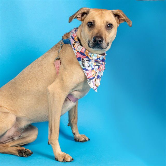 PARKER - Beagle available for adoption