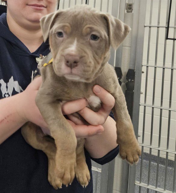 REM - Pit Bull Terrier available for adoption