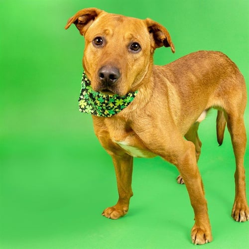 FRANK - Labrador Retriever available for adoption