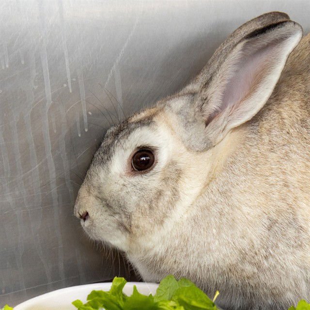 BAHA - Shorthaired Rabbit available for adoption