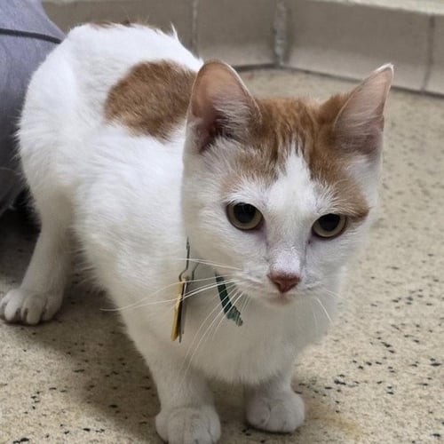 AISHA - Domestic Short Hair available for adoption