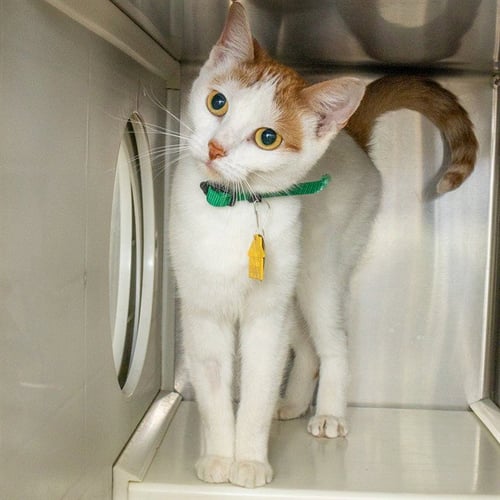 AISHA - Domestic Short Hair available for adoption