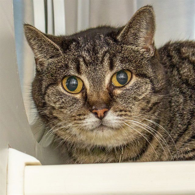 SCARLETT - Domestic Short Hair available for adoption