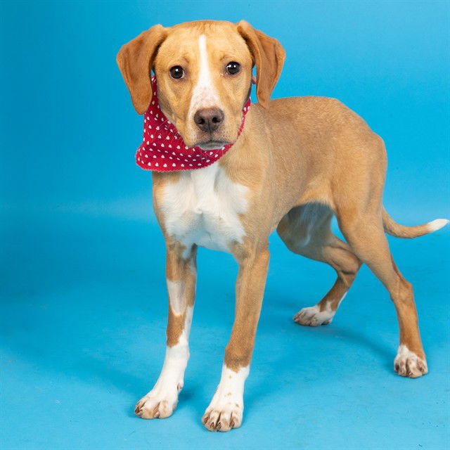 MCMUFFIN - Labrador Retriever available for adoption