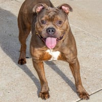 SOKKA - Photo 1