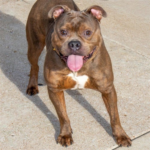 SOKKA - Pit Bull Terrier available for adoption