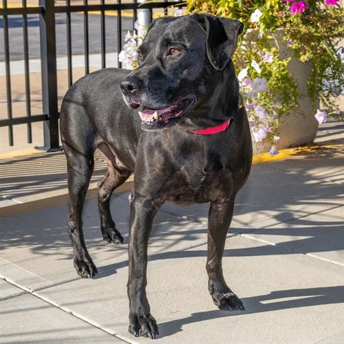 EDGAR - Labrador Retriever available for adoption