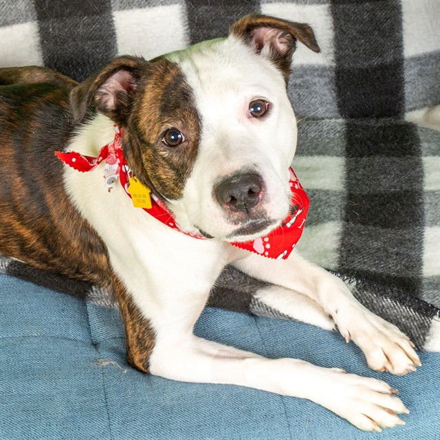 SOPHIA - Plott Hound available for adoption