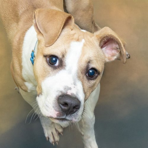 BUNYIP - Pit Bull Terrier available for adoption