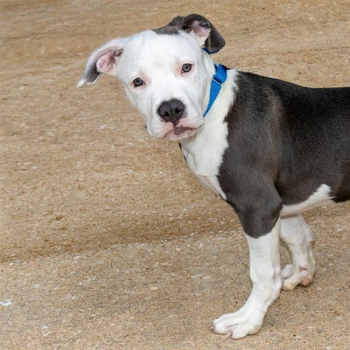 CASPER - Pit Bull Terrier available for adoption