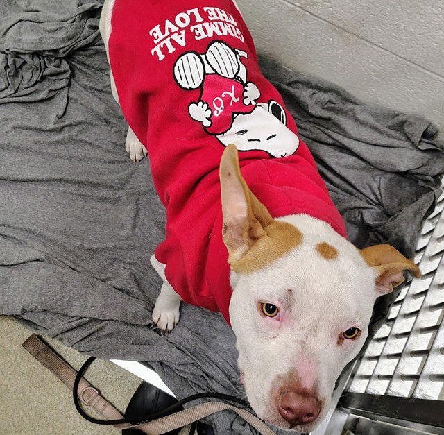 CHICK PEA - Pit Bull Terrier available for adoption