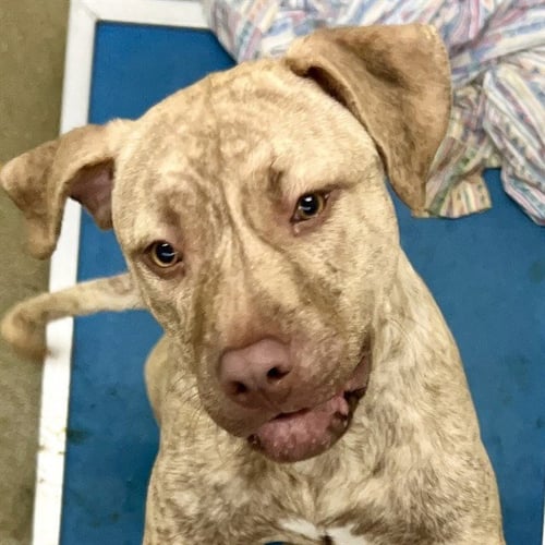 TAZ - Pit Bull Terrier available for adoption