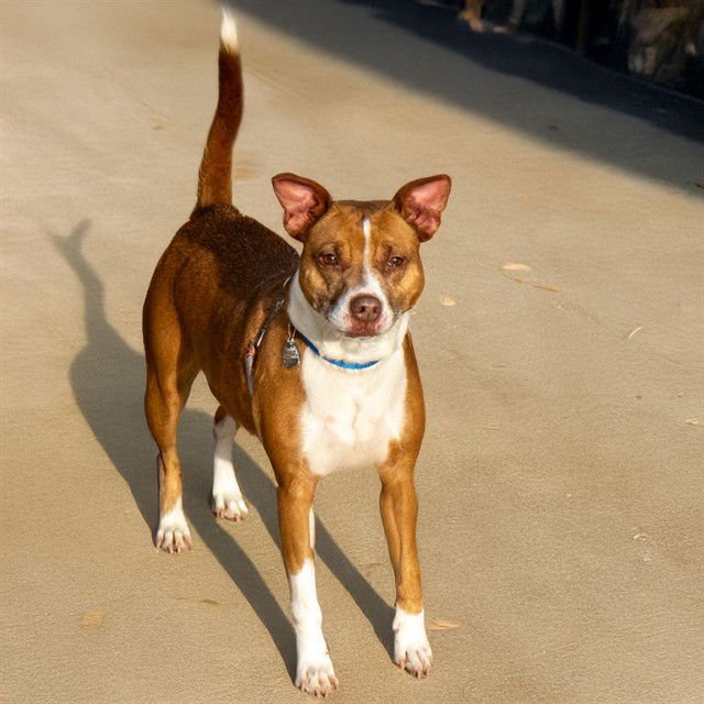 KIARA - Beagle / Pit Bull Terrier available for adoption