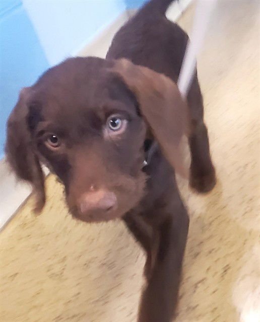 CHAPPELL - Labrador Retriever / German Shorthaired Pointer available for adoption