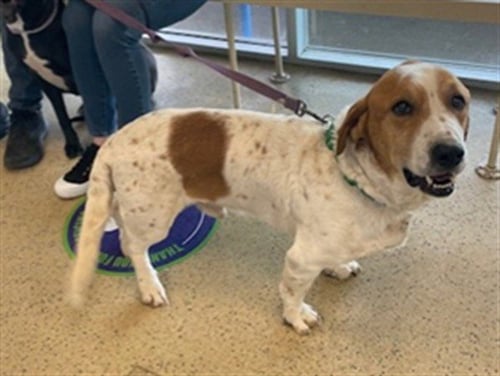 FRANK - Basset Hound / Great Pyrenees available for adoption