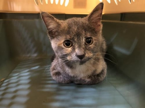 DAISY - Domestic Short Hair available for adoption