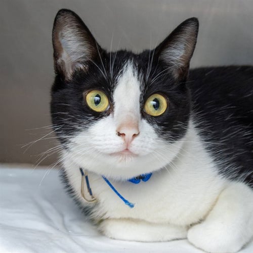 ARROYO - Domestic Short Hair available for adoption