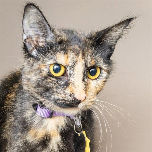 JANICE - Domestic Short Hair available for adoption