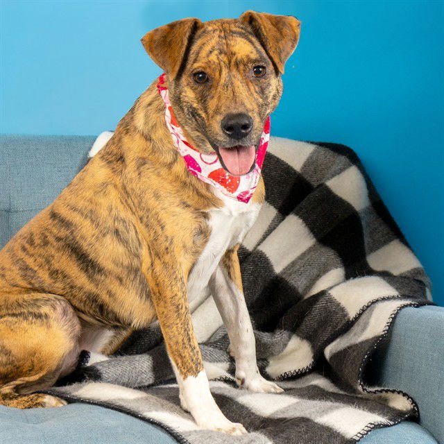 HONEY - Plott Hound available for adoption