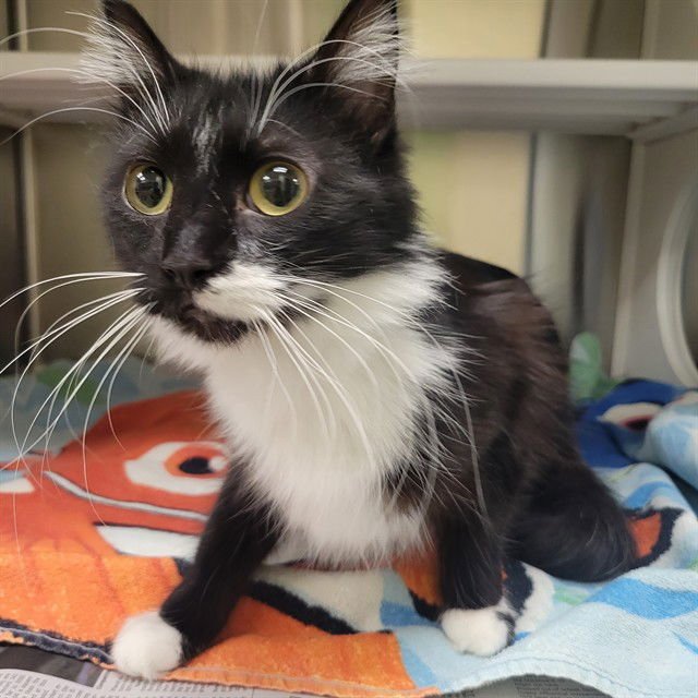 SASSY - Domestic Long Hair available for adoption