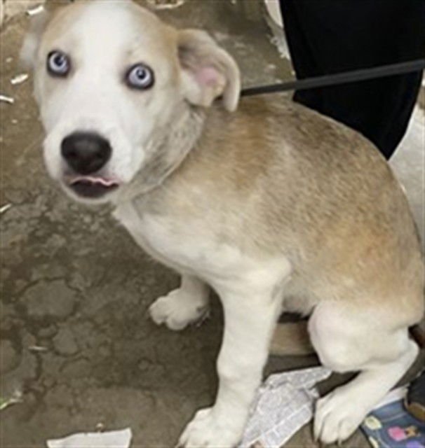 LINK - Siberian Husky available for adoption