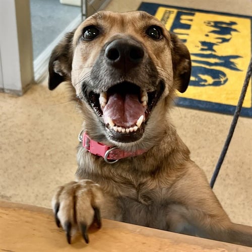 THEO - Australian Cattle Dog/Blue Heeler / German Shepherd Dog available for adoption