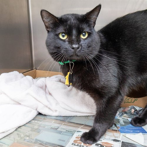 ICHIRO - Domestic Short Hair available for adoption