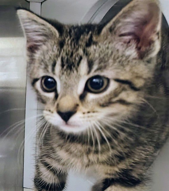 ALEX - Domestic Short Hair available for adoption