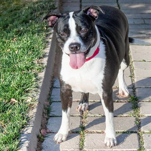 HARLEY - Pit Bull Terrier available for adoption