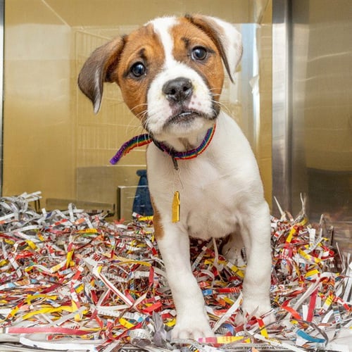 FAWN - Plott Hound available for adoption