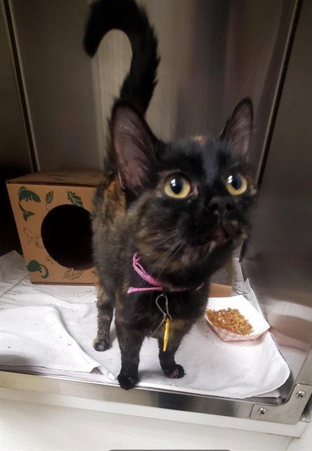 TINK - Domestic Short Hair available for adoption