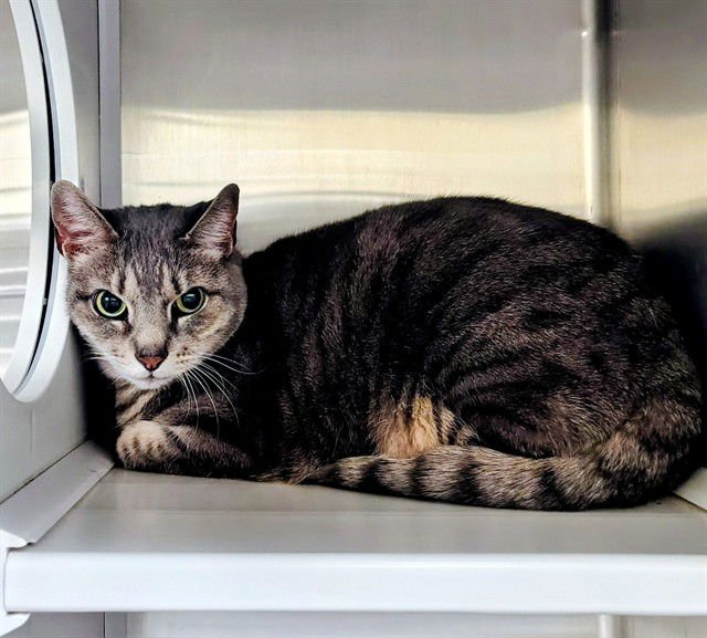 BOO BOO - Domestic Short Hair available for adoption