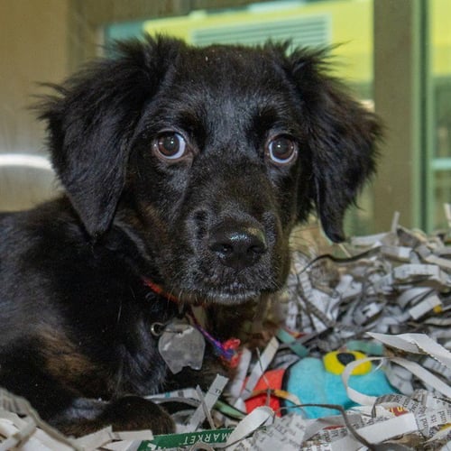 HAIL MARY - Australian Shepherd available for adoption