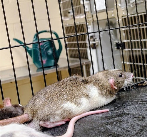 STUART - Rat available for adoption