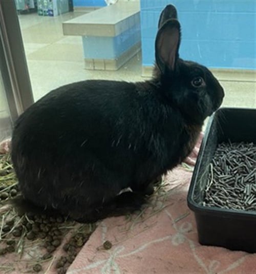 GRAVY - Shorthaired Rabbit available for adoption