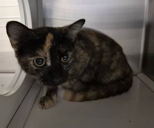 MISS MUFFET - Domestic Short Hair available for adoption