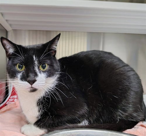 ZENNY - Domestic Short Hair available for adoption