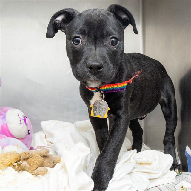 AMIRI BLUE - Pit Bull Terrier available for adoption