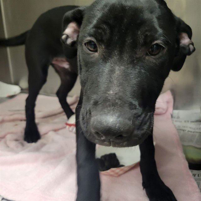 EMBER - Pit Bull Terrier / Labrador Retriever available for adoption