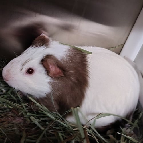 BUNNY - Guinea Pig available for adoption