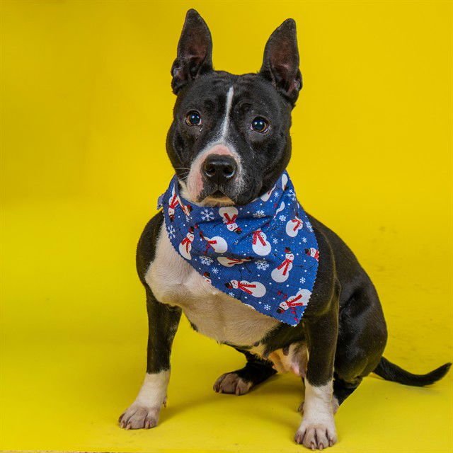 OLIVIA - Pit Bull Terrier available for adoption