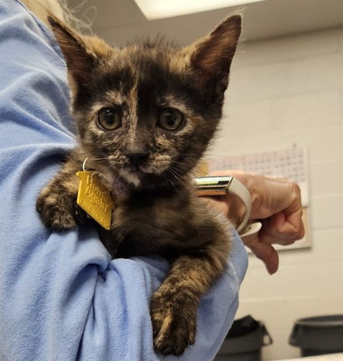CALYPSO - Domestic Short Hair available for adoption